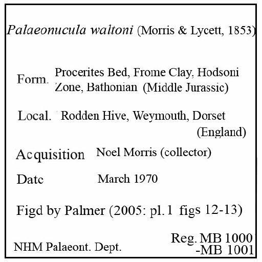 Palaeonucula waltoni (Morris & Lycett, 1853) - MB 1000-MB 1001. Palaeonucula waltoni (label)