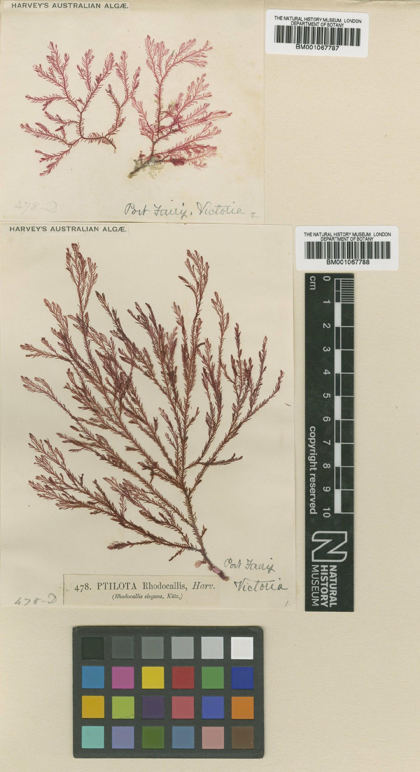 To NHMUK collection (Rhodocallis elegans Kütz.; NHMUK:ecatalogue:2320851)