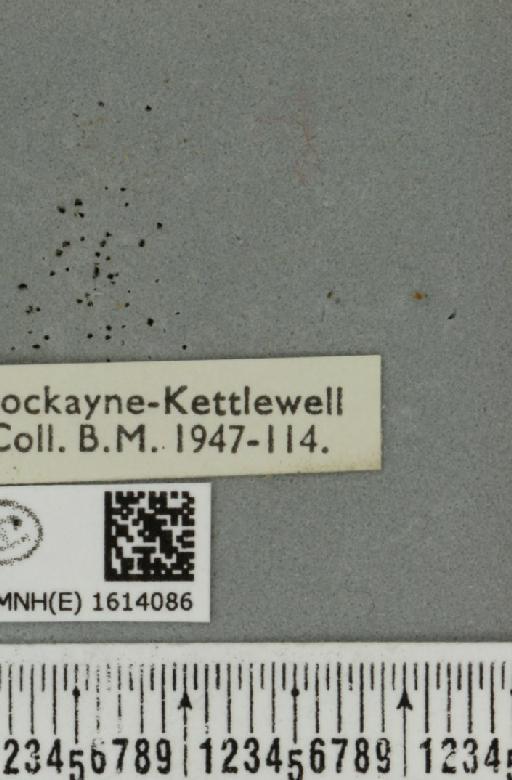 Scotopteryx mucronata umbrifera (Heydemann, 1925) - BMNHE_1614086_label_303458