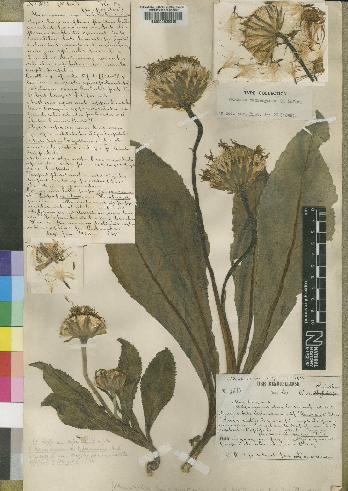 To NHMUK collection (Vernonia macrocyanus Hiern; Type; NHMUK:ecatalogue:4528551)