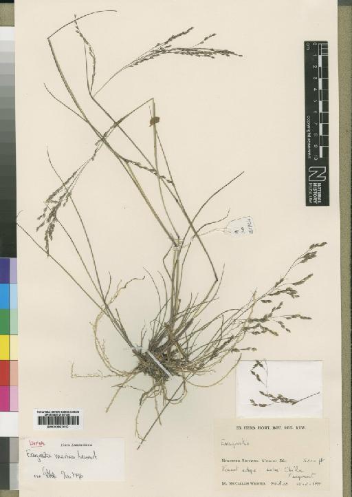 Eragrostis mariae Launert - BM000923012
