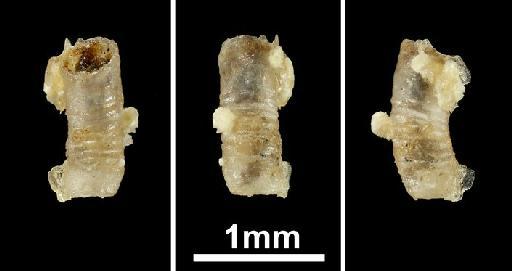 Caecum elongatum var. semilaeve Carpenter, 1857 - 1857.6.4.1526