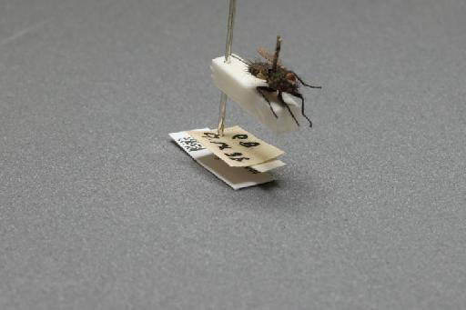 Sarcophaga (Myorhina) nigriventris Meigen, 1826 - 015092054_additional_4