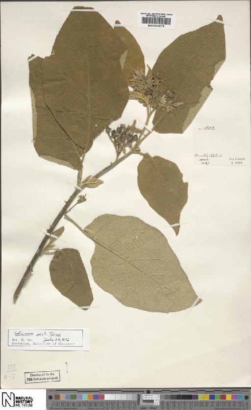 Solanum sycophanta Dunal - BM000846379