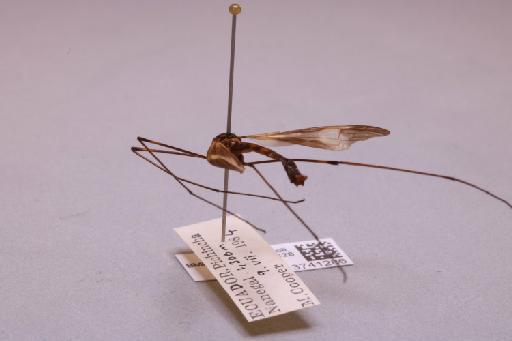 Tipulidae Latreille, 1802 - 013741286_additional_2