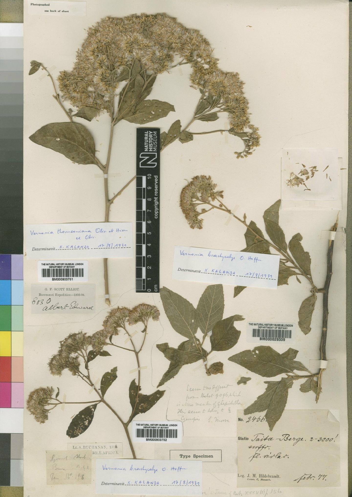To NHMUK collection (Vernonia brachycalyx O.Hoffm.; NHMUK:ecatalogue:4528708)