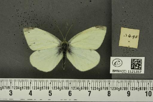 Pieris rapae rapae (Linnaeus, 1758) - BMNHE_1121357_a_79570