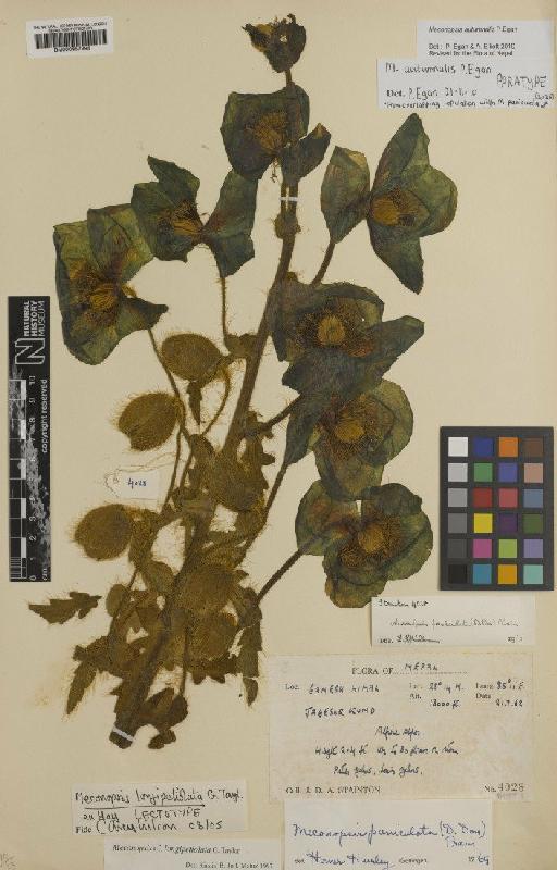 Meconopsis autumnalis P.A.Egan - BM000957995