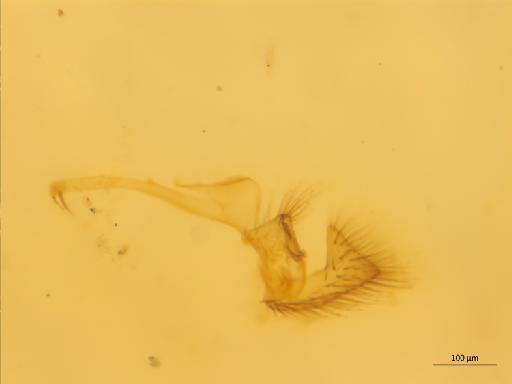 Rymosia speyae Chandler, 1994 - 010626492_Rymosia_speyae_HTBMNH238596_gonostylus