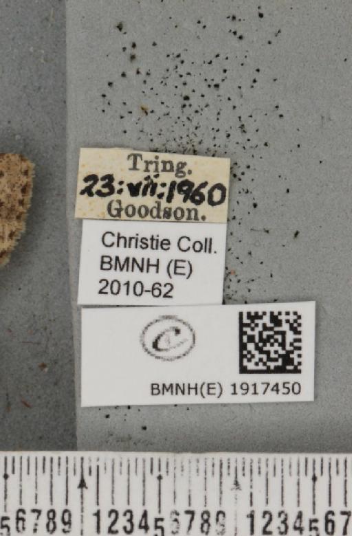 Ectropis crepuscularia (Denis & Schiffermüller, 1775) - BMNHE_1917450_label_481092