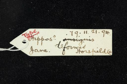 Hipposideros deformis Horsfield, 1823 - 1879_11_21_94-Hipposideros_deformis-Type-Skull-label