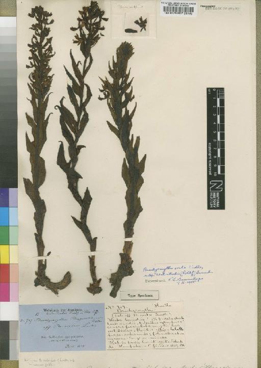 Brachycorythis ovata subsp. welwitschii (Rchb.f.) Summerh. - BM000076467