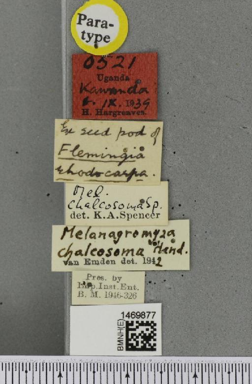 Melanagromyza chalcosoma Spencer, 1959 - BMNHE_1469877_label_45037