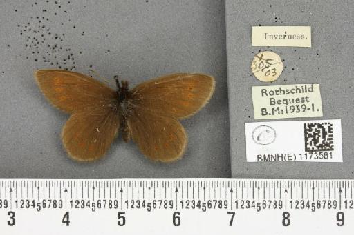 Erebia epiphron mnemon f. scotica Cooke, 1943 - BMNHE_1173581_29487