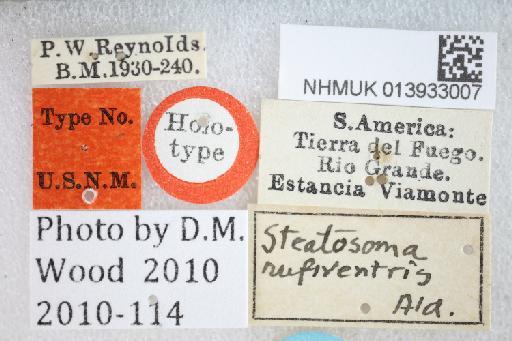 Steatosoma rufiventris Aldrich, 1934 - Steatosoma rufiventris HT labels