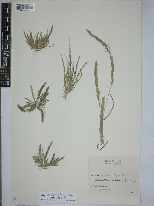 Eragrostis japonica (Thunb.) Trin. - 000915134