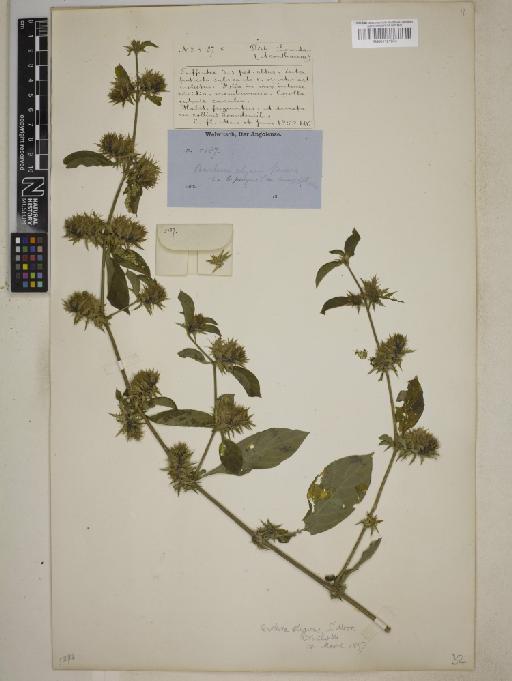 Barleria elegans S.Moore - BM001121074