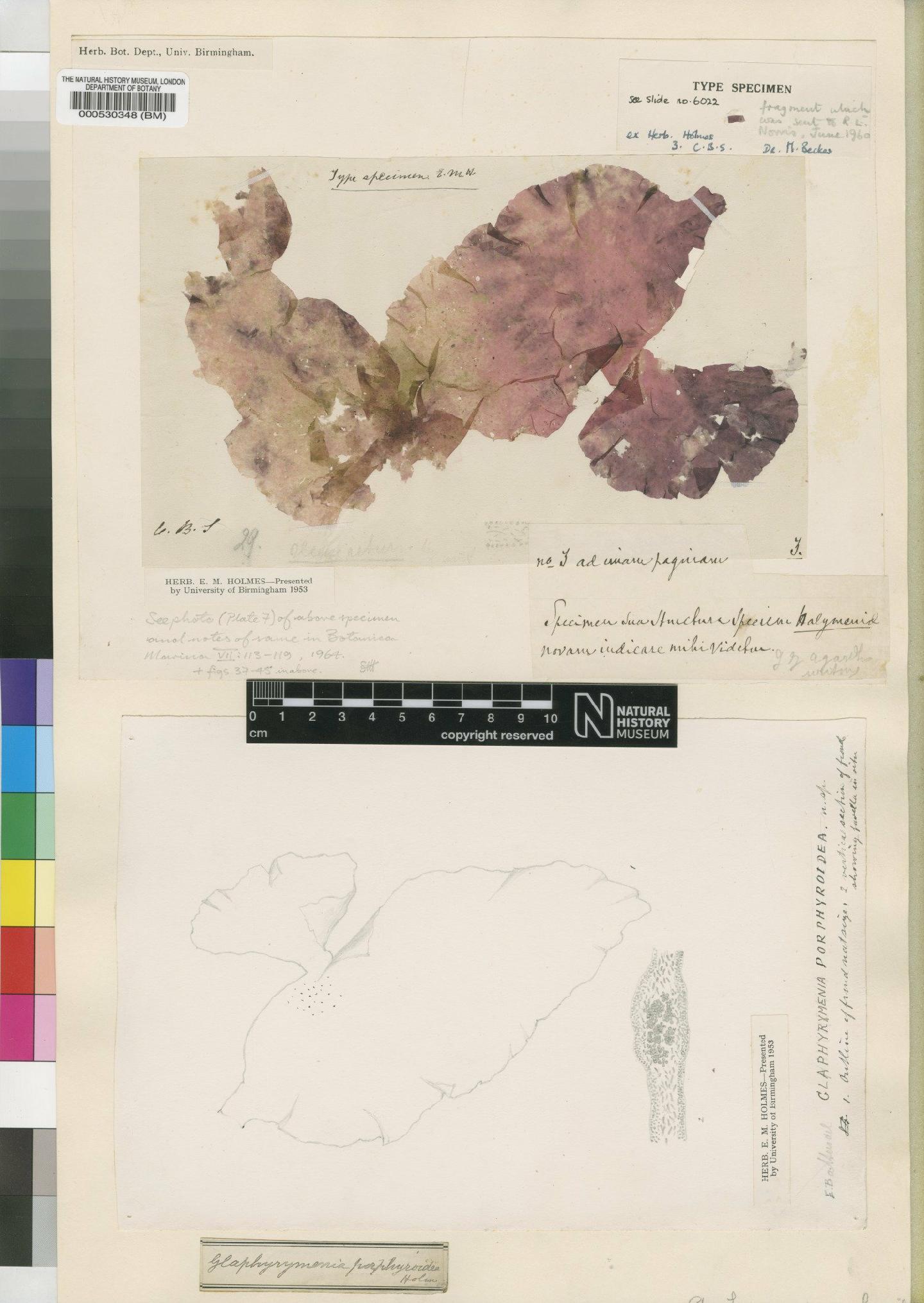 To NHMUK collection (Pugetia porphyroidea (F.Schmitz ex Holmes) Norris; Holotype; NHMUK:ecatalogue:4858626)