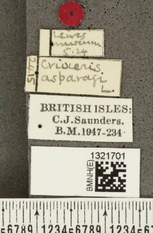 Crioceris (Crioceris) asparagi (Linnaeus, 1758) - BMNHE_1321701_label_11444