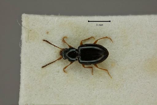 Tachyura (Sphaerotachys) hoemorrhoidalis Ponza, 1805 - 2017-03-18 18-07-22 (C)-Elaphropus-hoemorroidalis-NHMUK010580478