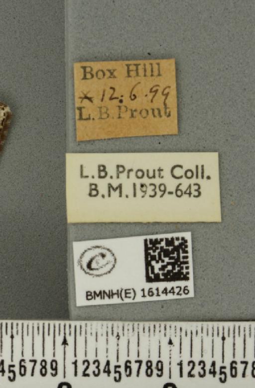 Epirrhoe rivata ab. pseudoalternata Lempke, 1950 - BMNHE_1614426_label_316692