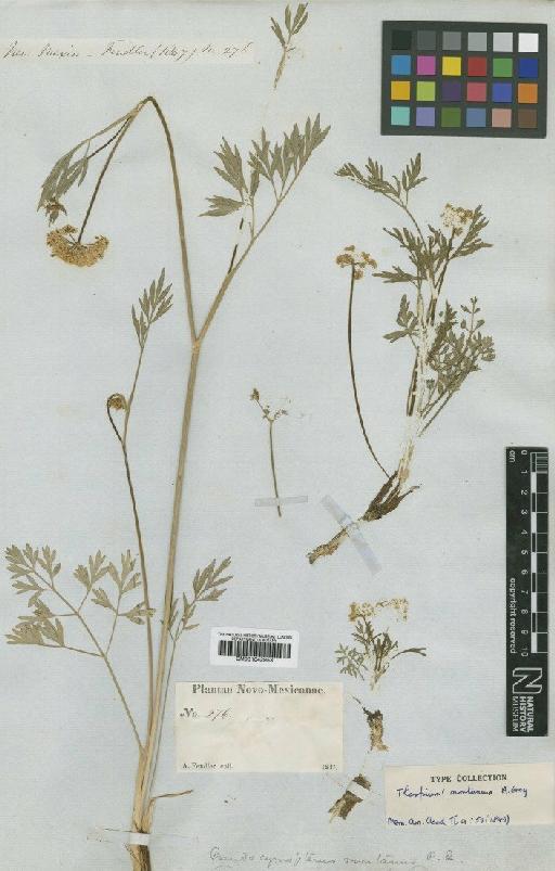 Pseudocymopterus montanus (A.Gray) J.M.Coult. & Rose - BM001042953