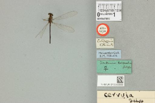 Ischnura cervula Selys, 1876 - 013383555_dorsal