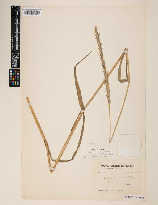 Elymus borianus (Melderis) Cope - 000064493
