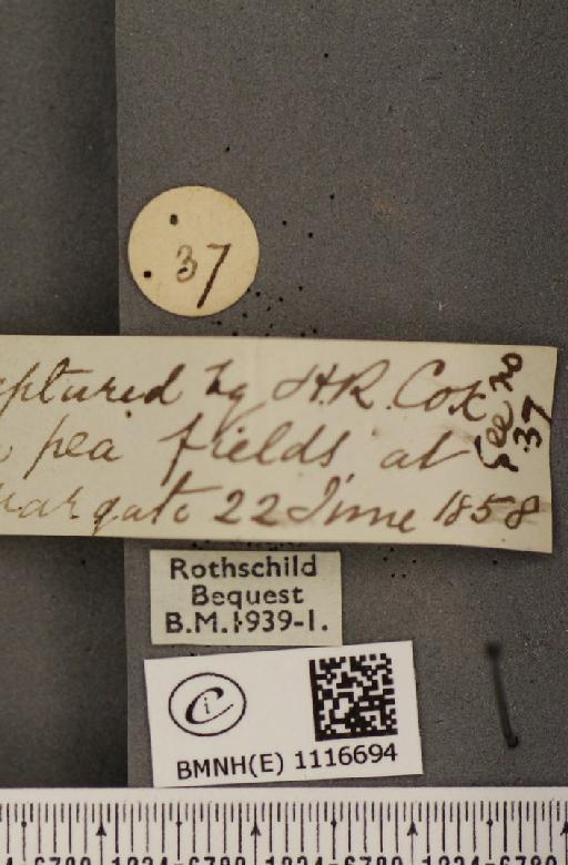 Pontia daplidice (Linnaeus, 1758) - BMNHE_1116694_label_68808