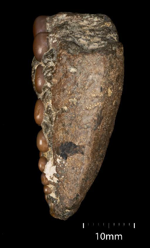 Athrodon jessoni infraphylum Gnathostomata Woodward, 1895 - NHM-UK_P_PV-P-7238_4.tif