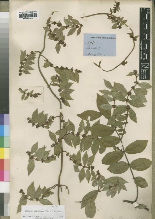 Baissea myrtifolia (Benth.) Pichon - BM000925813