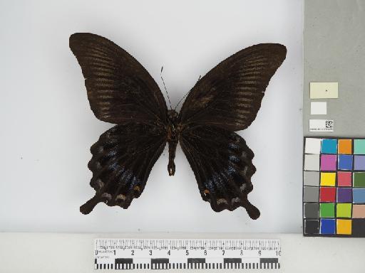 Lepidoptera Linnaeus, 1758 - 010290498_02