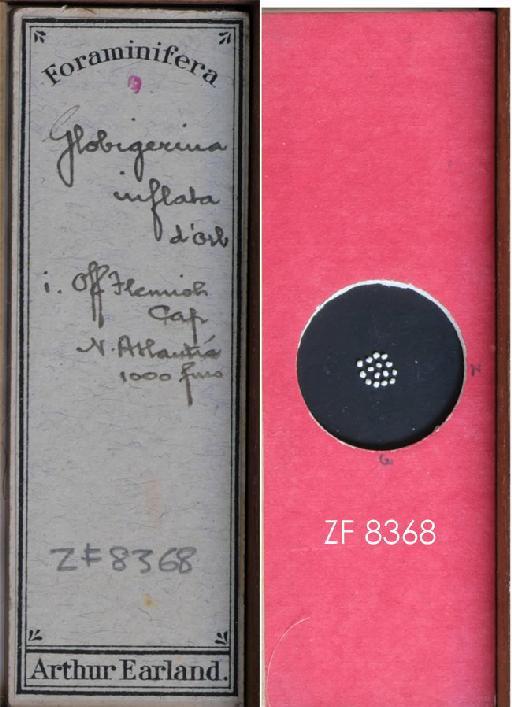 Globigerina inflata Orbigny, 1839 - ZF 8368.tif