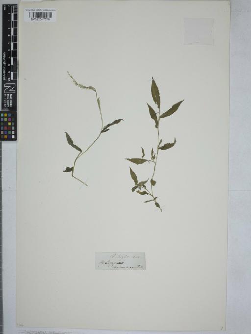 Oplismenus burmanni (Retz.) P.Beauv. - 012547779