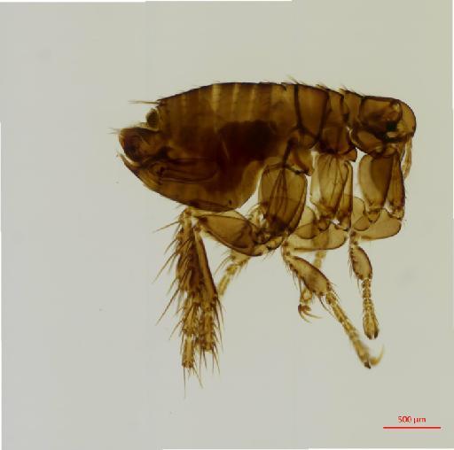 Rhopalopsyllus lugubris lugubris Jordan & Rothschild, N. C., 1908 - 010179162_specimen
