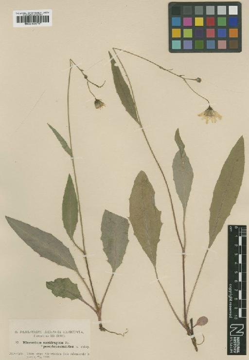 Hieracium saxifragum subsp. pseudosmoides Dahlst. - BM001050747
