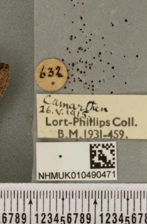 Abrostola triplasia (Linnaeus, 1758) - NHMUK_010490471_label_552883