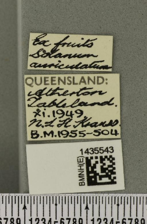 Bactrocera (Bactrocera) cacuminata (Hering, 1941) - BMNHE_1435543_label_28554