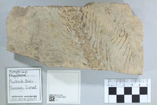 Teleosaurus subulidens Phillips - 010027082_L010041620