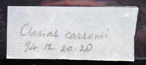 Clarias carsonii Boulenger, 1903 - 1894.12.20.20; Clarias carsonii; image of jar label; ACSI project image