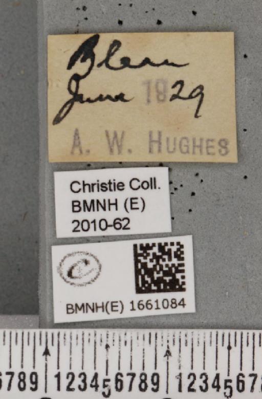 Cybosia mesomella (Linnaeus, 1758) - BMNHE_1661084_label_284767