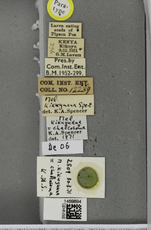 Melanagromyza chalcosoma Spencer, 1959 - BMNHE_1469894_label_45052