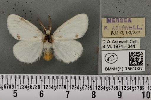 Euproctis similis (Fuessly, 1775) - BMNHE_1561037_253754