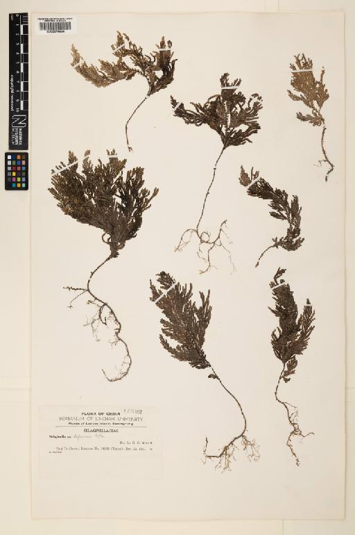 Selaginella biformis A.Braun ex Kuhn - 000779635