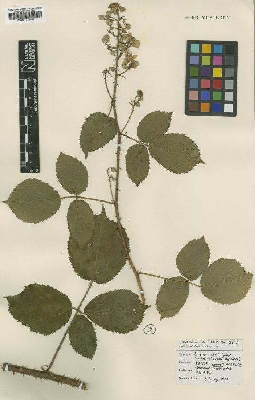 Rubus series Hystrices venetorum D.E.Allen - BM001041688