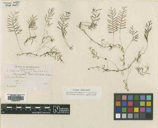 Elaphoglossum moorei (E.Britton) Christ - BM000769797