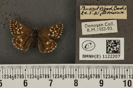 Pyrgus malvae (Linnaeus, 1758) - BMNHE_1122207_77035