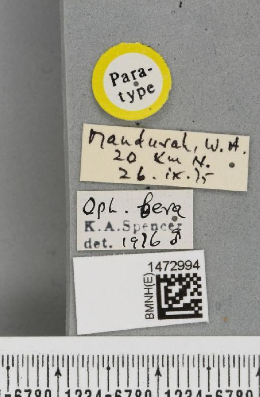 Ophiomyia fera Spencer, 1977 - BMNHE_1472994_label_47380