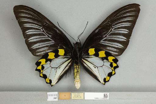 Troides hypolitus cellularis Rothschild, 1895 - 013606037_additional