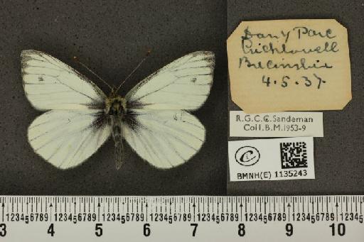 Pieris napi sabellicae Stephens, 1827 - BMNHE_1135243_89146